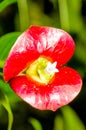 HookerÃ¢â¬â¢s Lips Psychotria elata Royalty Free Stock Photo